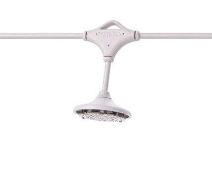 CLAYMORE Cadena 3 String light Light Claymore 